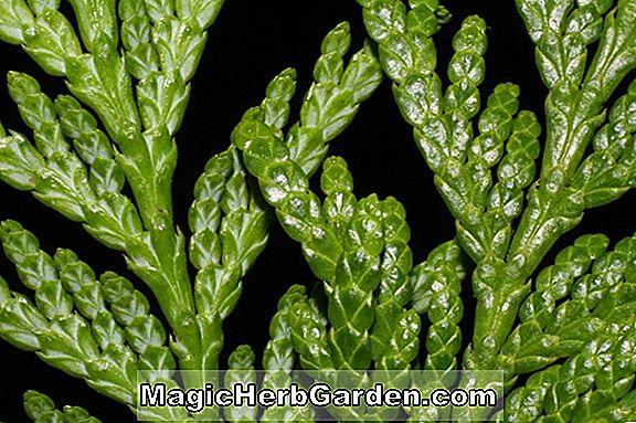 Platycladus orientalis (Dwarf Greenspike Chinese Arborvitae) - #2
