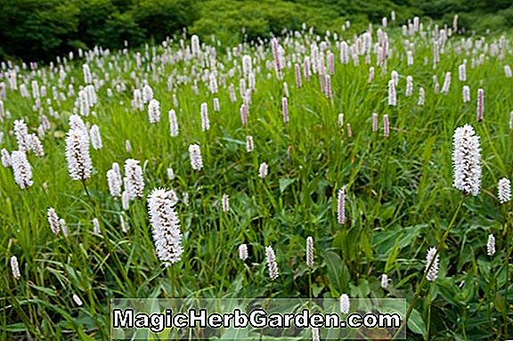 Polygonum affin (Knot Weed)