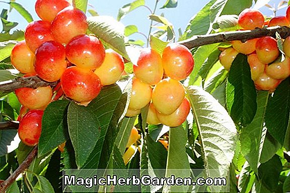 Prunus (Rainier Sweet Cherry)