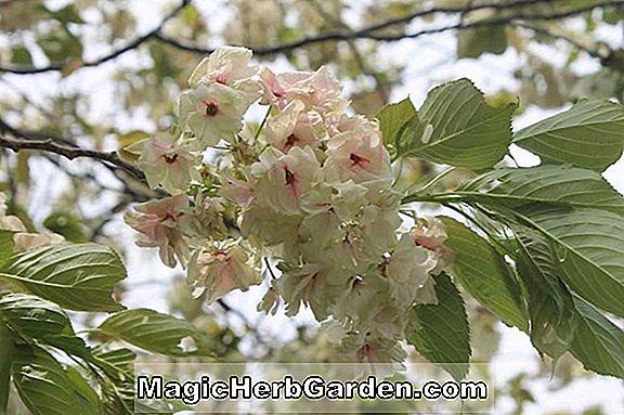 Prunus serrulata (Taoyame)