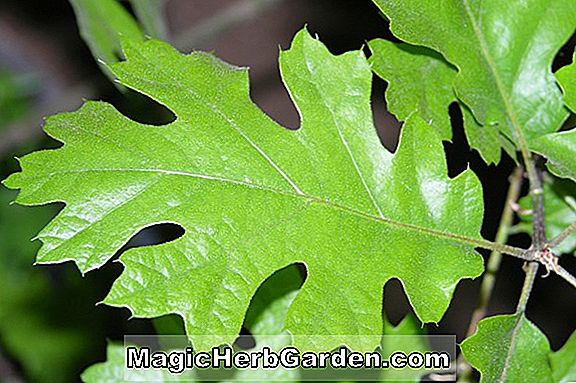 Quercus kelloggii (Kaliforniai fekete tölgy)