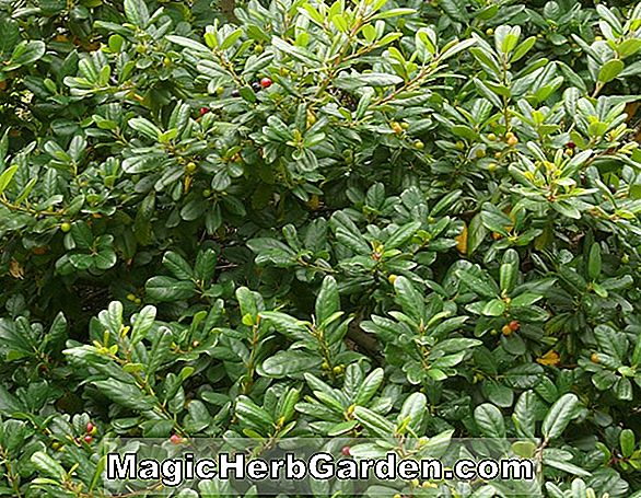 Rhamnus californica (Coffeeberry)