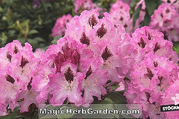 Rhododendron (Rose Marie Ghent Hybrid Azalea) - #2