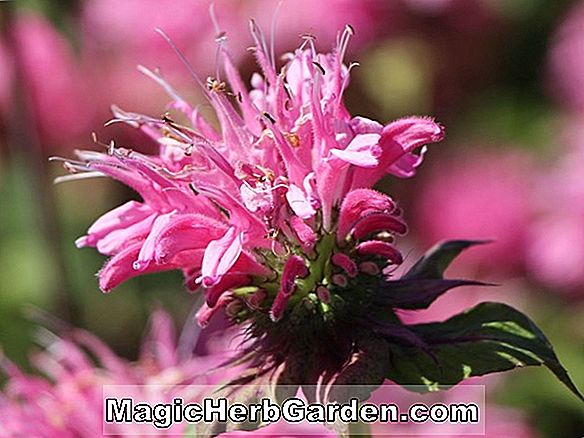 Rhododendron (Marshall Bloker Mollis Hybrid Azalea) - #2