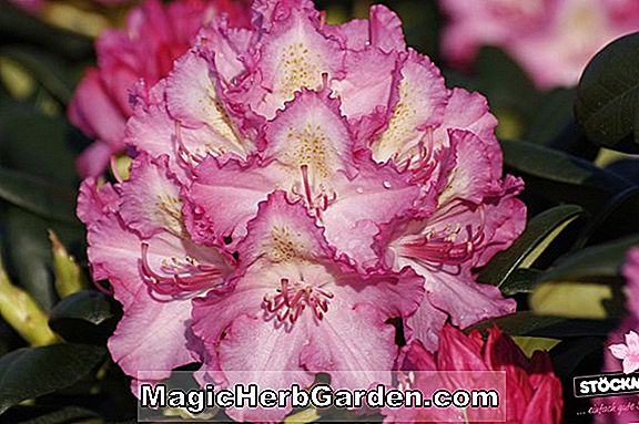 Rhododendron (Mazurka Knap Hill Azalea) - #2