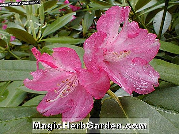 Növények: Rhododendron (Moonlight Rose Exbury Azalea)