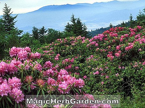 Rhododendron (Nevada Bovee Knap Hill Azalea) - #2