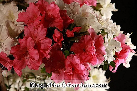 Rhododendron (Új Vörös Belgian Indica Azalea)