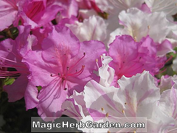 Növények: Rhododendron (Oswald de Kerchove Mollis Hybrid Azalea) - #2