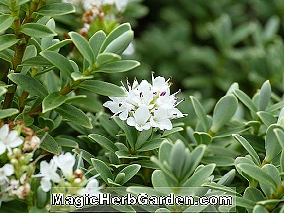 Rhododendron (Phryne belga Indica Azalea) - #2