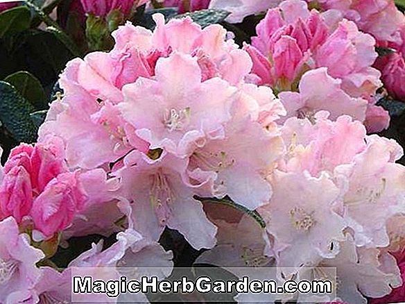 Rhododendron (Rózsaszín Rózsaszínű Gable Hybrid Azalea)