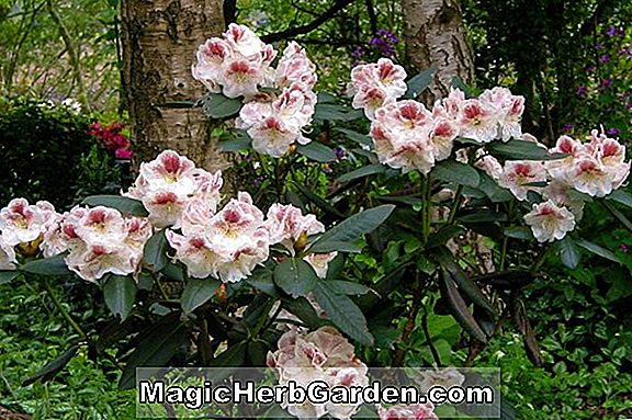Növények: Rhododendron (Prins Alexander Mollis Hybrid Azalea) - #2