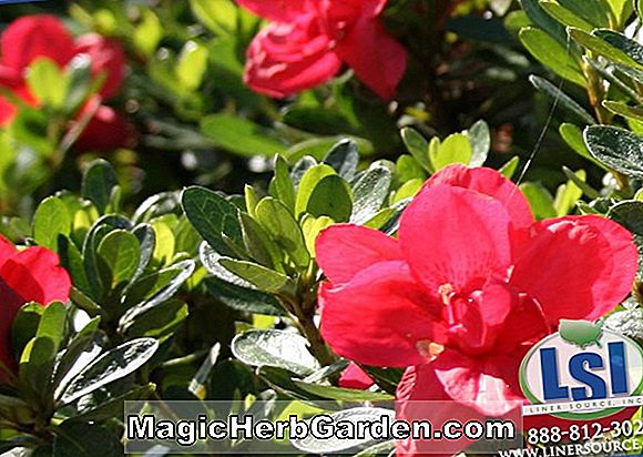 Növények: Rhododendron (Strawberry Belgian Indica Azalea díj) - #2