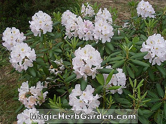Rhododendron (Piros Feather Greenwood Hybrid Azalea) - #2