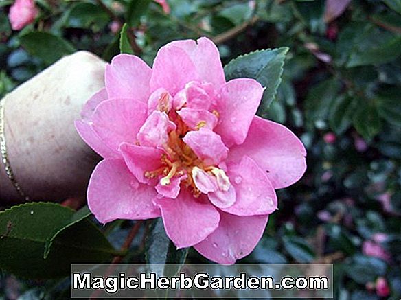 Növények: Rhododendron (Sherry Greenwood Hybrid Azalea) - #2