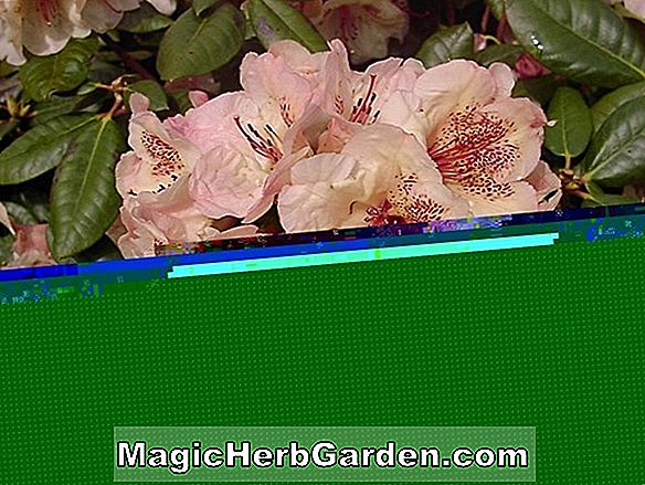Rhododendron (vasárnap a legjobb belga Indica Azalea) - #2