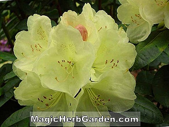Növények: Rhododendron (Sárga Giant Azalea)