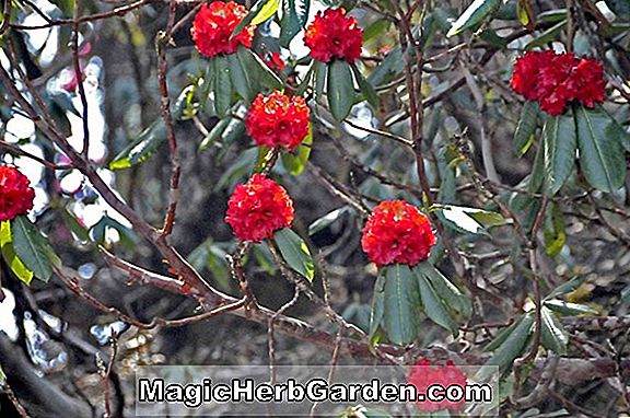 Rhododendron (Better Times Kurume Hybrid Azalea)