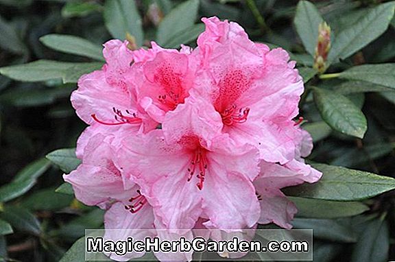 Rhododendron (Gypsy Lass Mollis Hybrid Azalea)