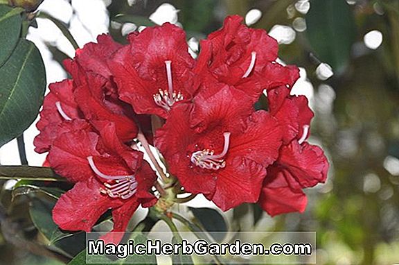 Rhododendron (David Teniers Mollis Hybrid Azalea) - #2