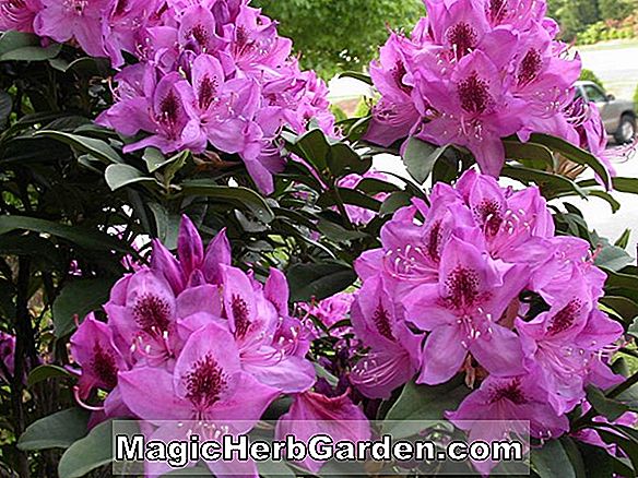 Rhododendron hibrid (Minuet Glenn Dale Azalea)