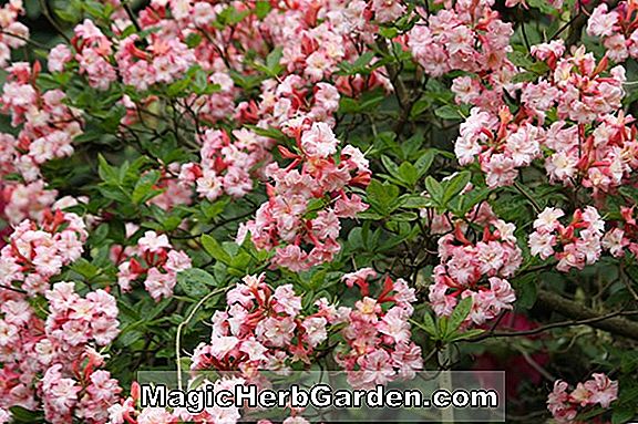 Rhododendron (Dupla Damask Knap Hill Azalea) - #2