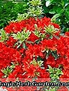 Rhododendron (Juliette Exbury Azalea)
