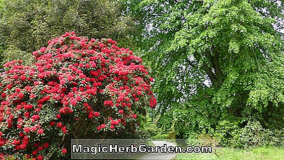 Rhododendron (Prince Baudouin Mollis Hybrid Azalea)