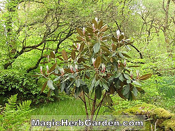 Növények: Rhododendron (