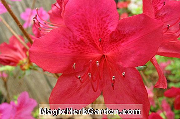 Növények: Rhododendron hybrida (Flame Dance Robin Hill Azalea) - #2