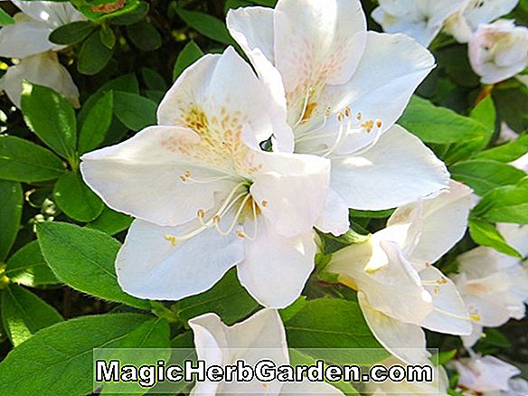 Rhododendron hibrid (Moira Glenn Dale Azalea) - #2