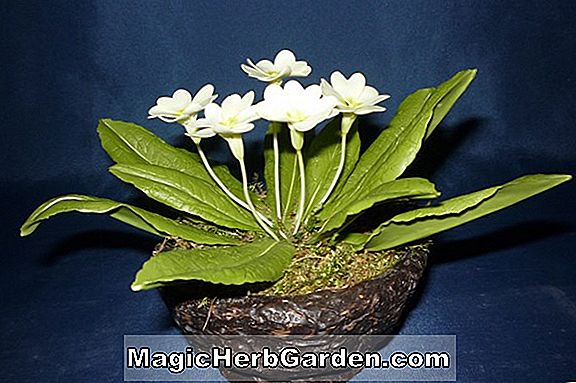 Növények: Rhododendron hibrid (Hosei Satsuki Azalea) - #2