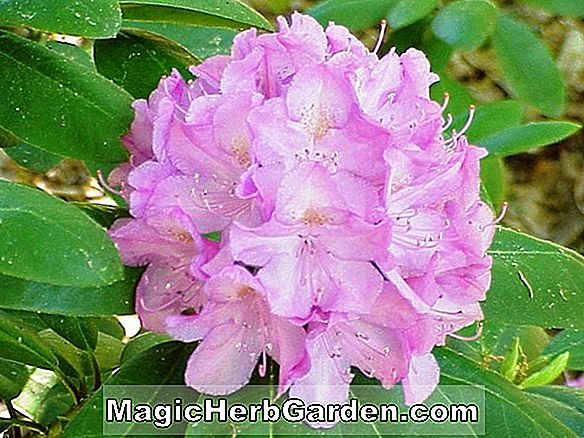 Rhododendron hibrid (Auguste Meckelynck Ghent Hybrid Azalea)