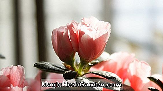 Rhododendron (Ms. Caroline Legrelle d Hanis Mollis Hybrid Azalea) - #2