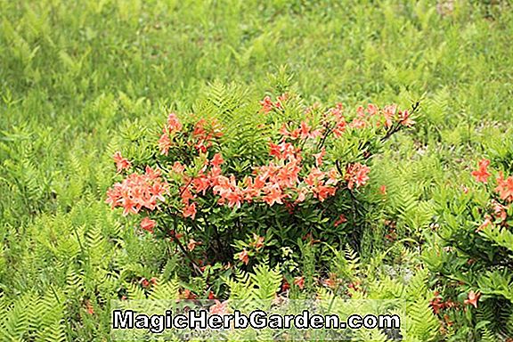 Rhododendron molle subsp. japonicum (japán azálea) - #2