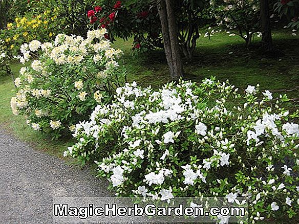 Rhododendron viscosum x molle (Daviesii Ghent Hybrid Azalea)