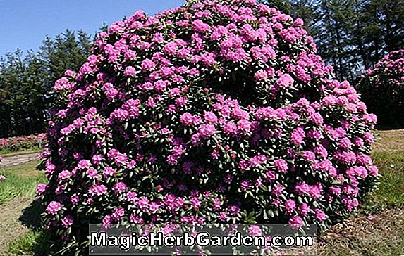 Rhododendron x kosterianum (Cleveland Mollis elnöke Hybrid Azalea) - #2