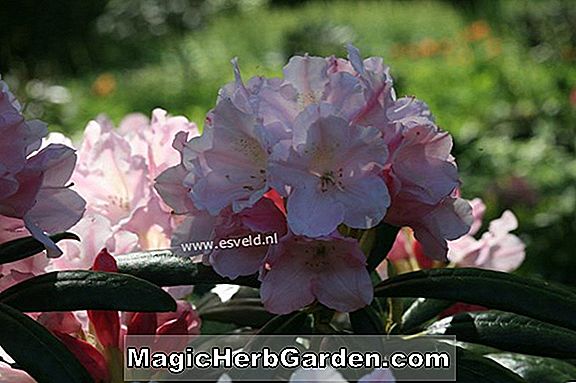 Rhododendron yakushimanum (Yaku Queen Yakusima Rhododendron)
