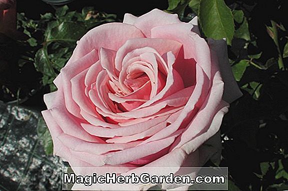 Rosa (Champneys 'Pink Cluster Rose) - #2