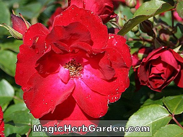 Rosa (Cerise Bouquet Rose)