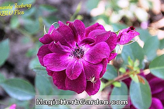 Növények: Rosa (Cinderella Rose)