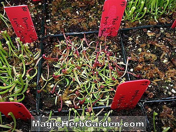 Sarracenia flava (Burgundi Pitcher Plant)