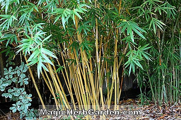 Sasaella masamuneana albostriata (bambusz) - #2