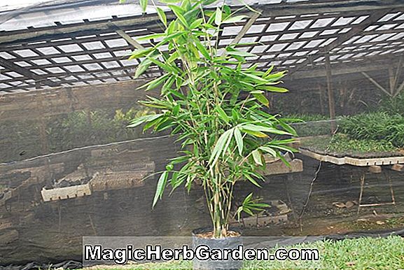Schizostachyum lima (bambusz) - #2