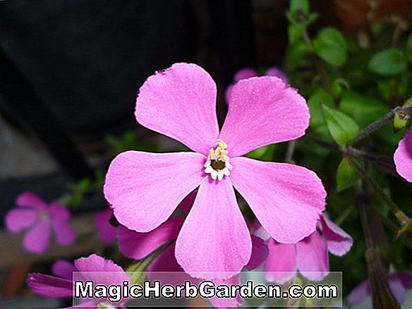 Silene conica (Balett Balettje Cone Catchfly)