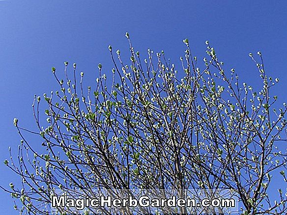 Sorbus aria (Chrysophylla Sorbus)