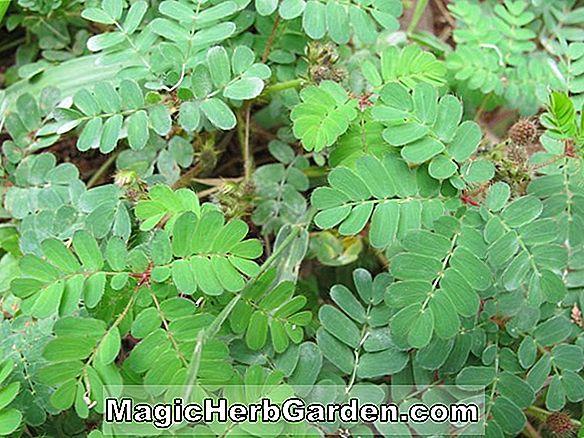 Syringa vulgaris (Poincaire elnök lilac) - #2