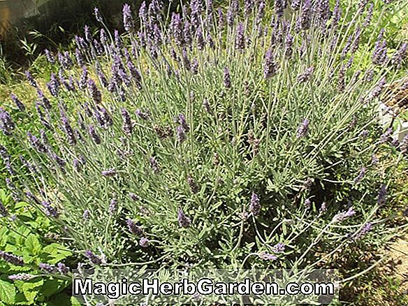 Növények: Syringa vulgaris (Ms. Florent Stepman közös lila) - #2