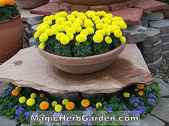 Növények: Tagetes erecta (Antiqua Gold Marigold) - #2