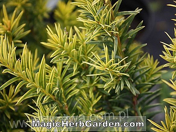 Taxus baccata (Fastigiata Aureomarginata angol talaja) - #2